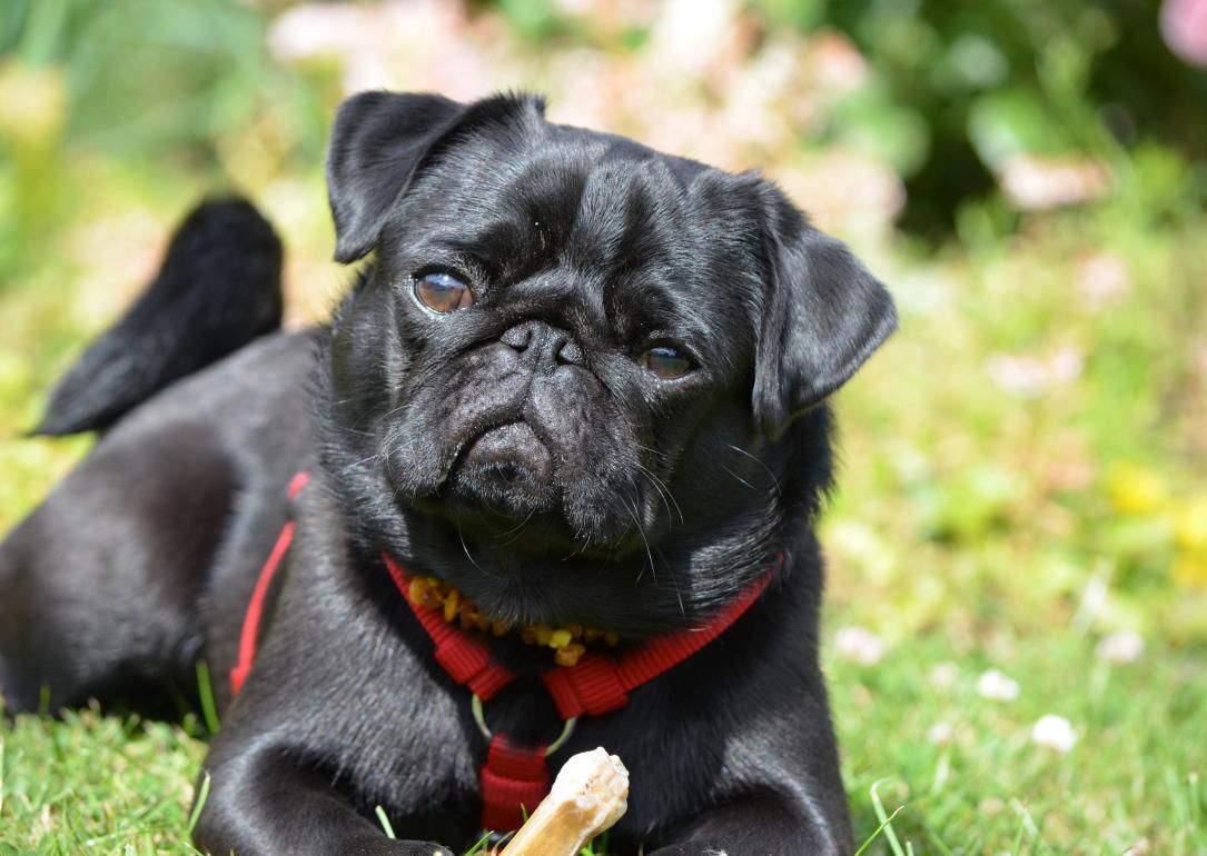 #8. Pug